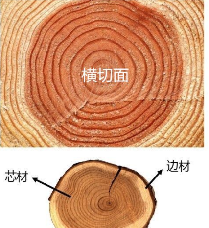 橫切.png 橫切.png